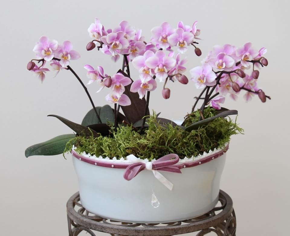 mini orchid care
