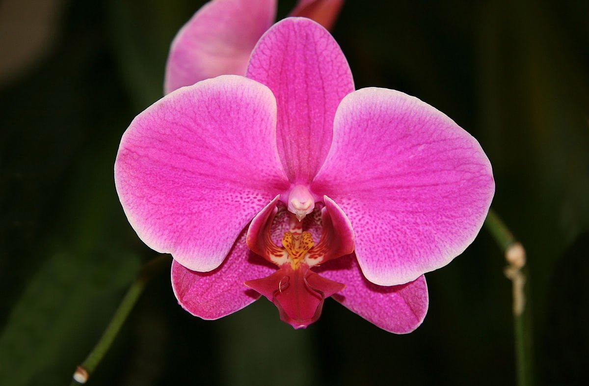orchid flower image