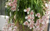 orchid-flowers-care