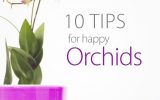 orchid-how-to-take-care