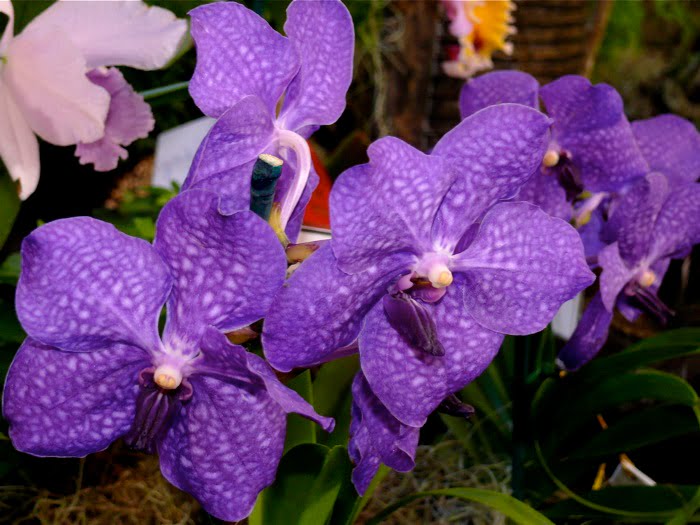 orchid type flowers