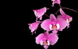 orchids-images