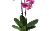phalaenopsis-orchid-care-and-maintenance