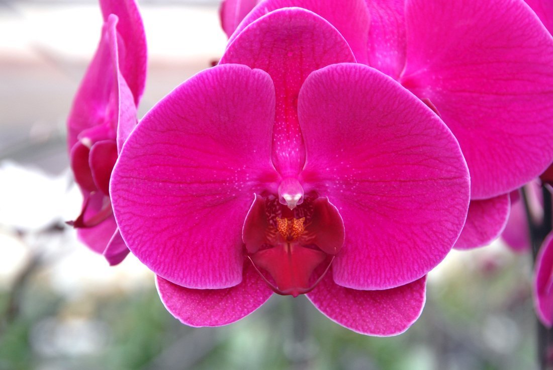 phalaenopsis orchids care