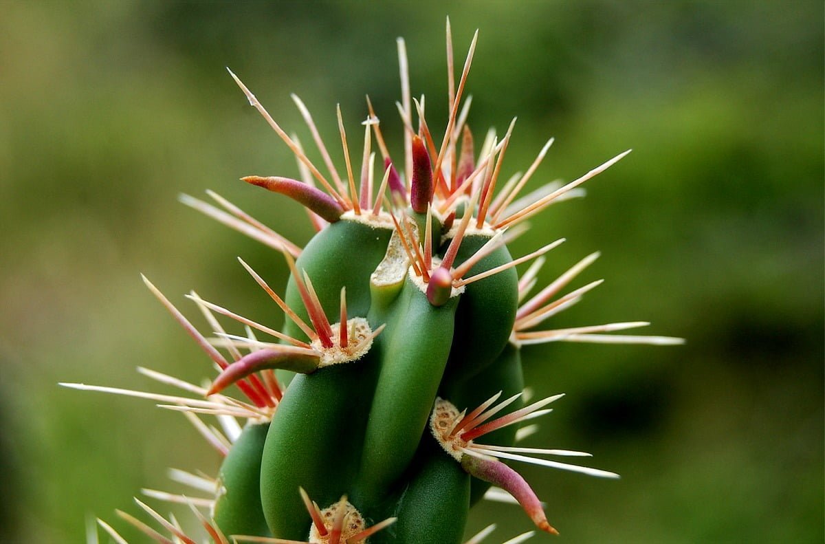 plants cacti