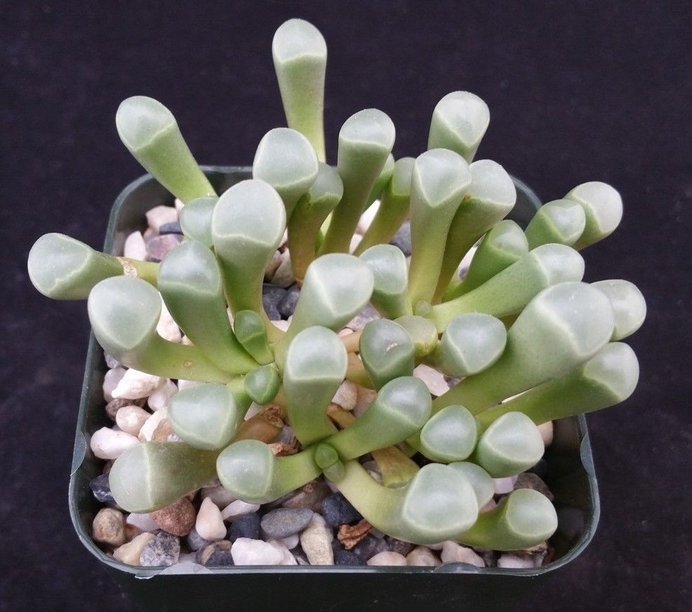 real succulent plant