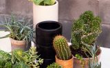 small-cactus-plants-for-indoors