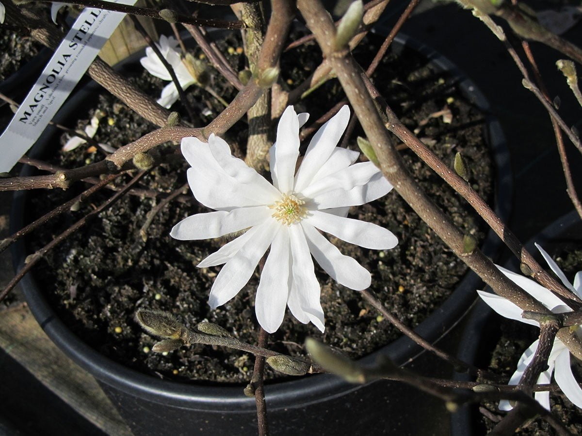 star magnolia size