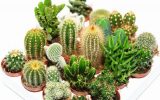 succulent-and-cactus