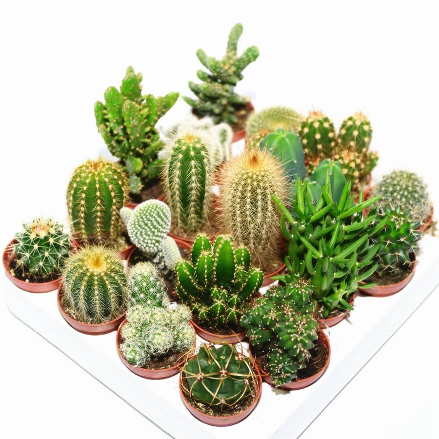 succulent and cactus