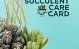 succulent-care-tags
