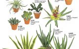 succulent-house-plant