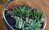 succulent-mini-cactus