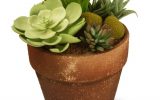 succulents-house-plants