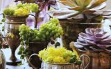 succulents-indoors