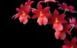 taking-care-of-orchids