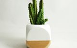 tiny-cactus-plant