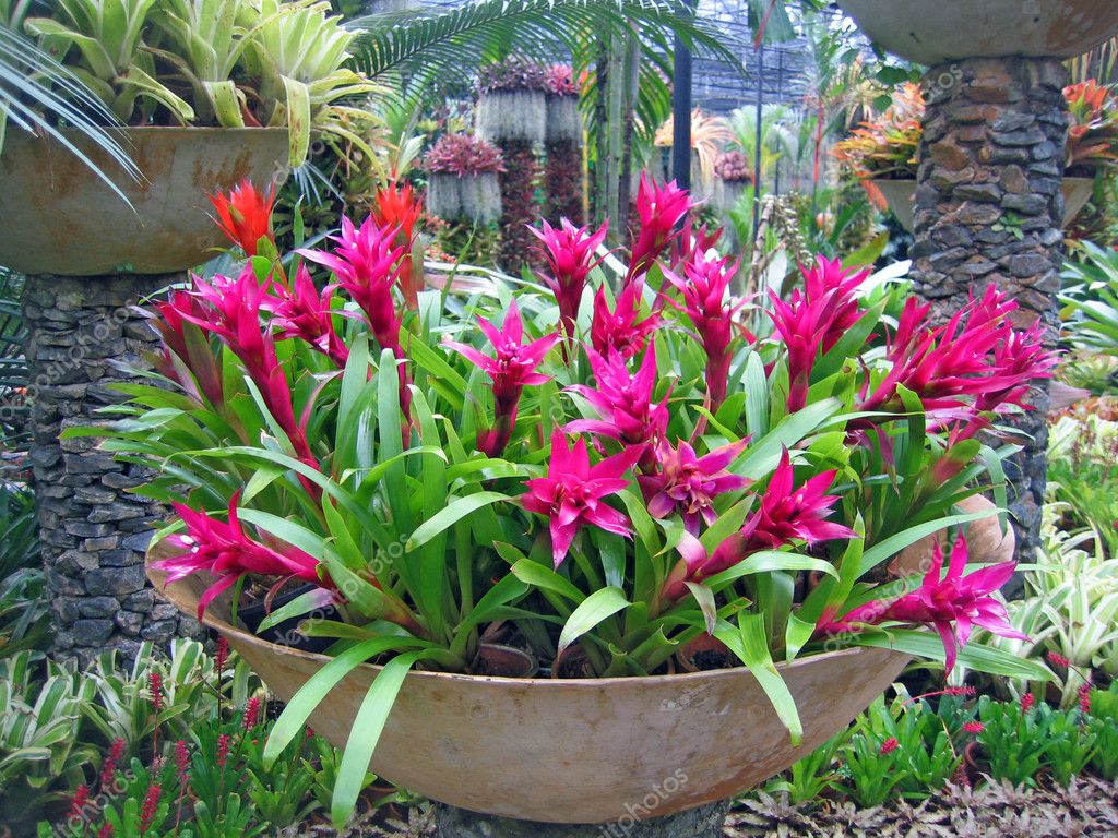 tropical flowers plants