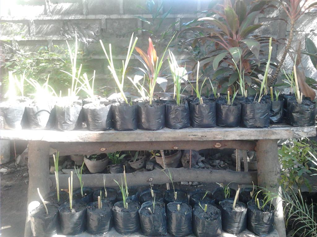 vetiver grass philippines
