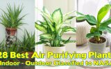 what-is-the-best-indoor-plant-to-clean-the-air